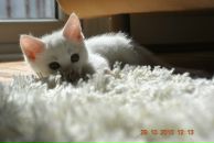 Анна Динек фотография #17 (источник - https://vk.com/id37033026)