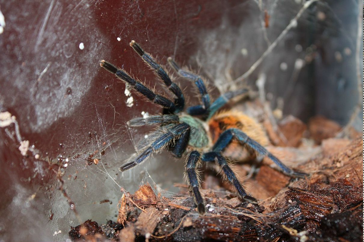 Дмитрий Борисенко фотография #31