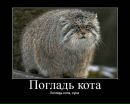 Фотография Вика *тигр*
