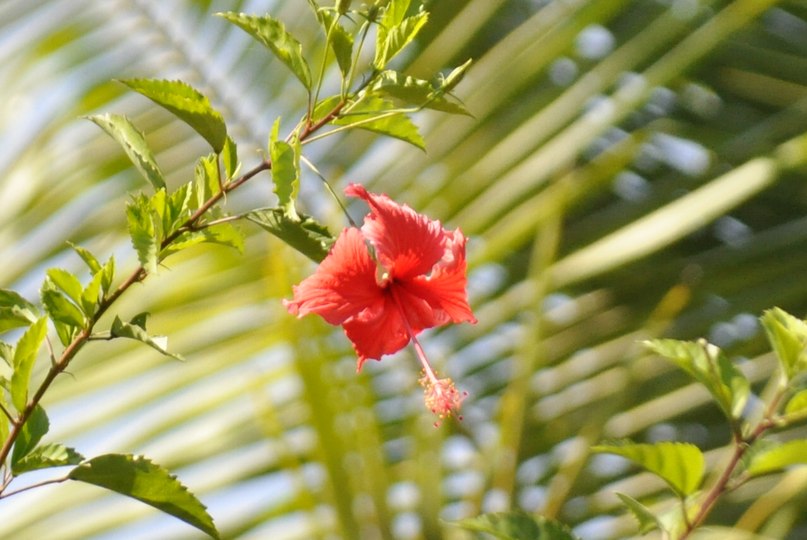 Братан Братан фотография #35