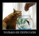 Міша Мелещук фотография #46 (источник - https://vk.com/id131626885)