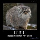 Котэ ^_^ фотография #7 (источник - https://vk.com/id79989265)