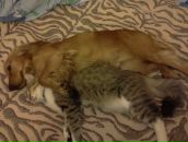 Петро Іванченко фотография #24 (источник - https://vk.com/id6889977)