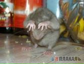 Фотография Скопиной Елены