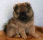 Фотография Неклюдовой Елены