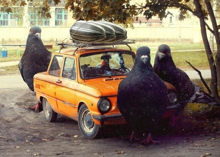 Владимир Тимербулатов фотография #16