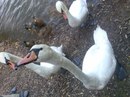 Міша Келемен фотография #21 (источник - https://vk.com/id161597429)