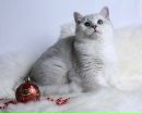 Фотография Головинской Маргариты