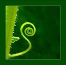 Зеновія Стадник фотография #31 (источник - https://vk.com/id4066231)