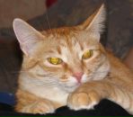 Фотография Лысаковской Елены