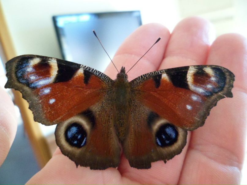 Olga Gilbert фотография #38