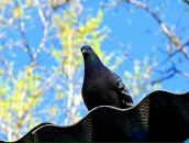 Фотография Корсакова Алексея