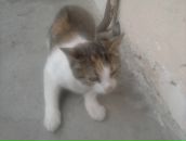 Міша Пенцак фотография #15 (источник - https://vk.com/id116125974)