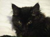 Фотография Калиниченко Ольги