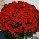 Andriy Гринішак фотография #43 (источник - https://vk.com/id90575694)