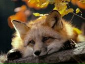 Фотография Тимошиной Натальи