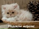 Вікторія Гумін фотография #47 (источник - https://vk.com/id104079083)