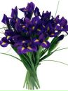 Фотография Иваненко Екатерины