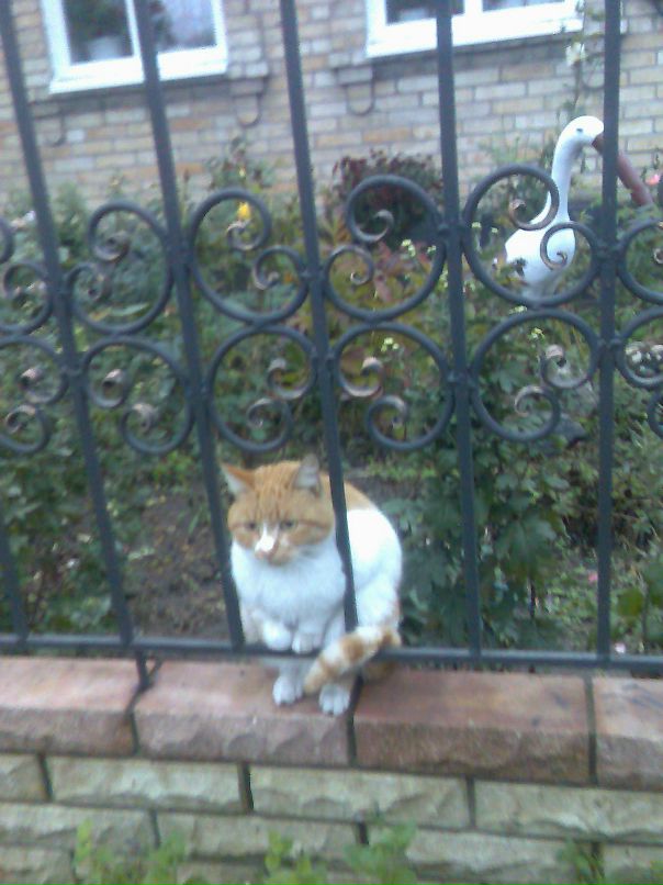 Николай Чуприна фотография #47