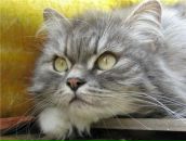 Фотография Левиной Алёны