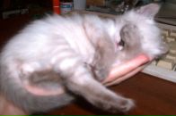 Фотография Ошевневой Александры