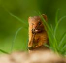 Фотография Белова Анатола