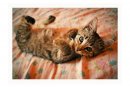 Фотография Лисы Насти