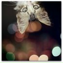 Фотография Fomina Daria