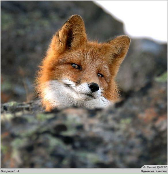 №19, Эльмира Мамедова №19, Эльмира Мамедова