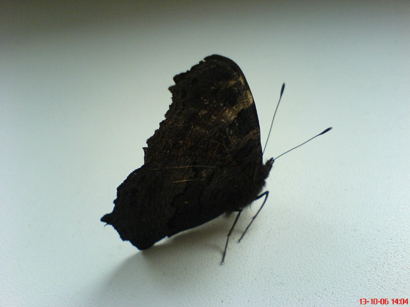 Руслан Коваленко фотография #50