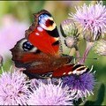 Фотография Ивановой Марины