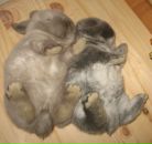 Фотография Харламовой Анны