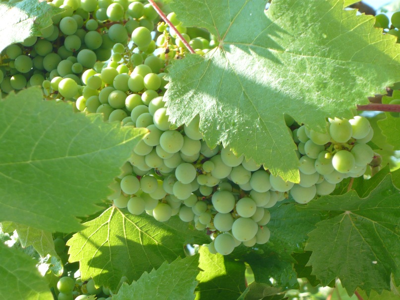 Евгения Ава фотография #13