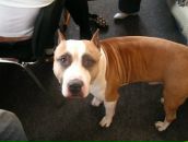 Фотография Свиридова Дмитрия