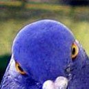 Наталія Шевченко фотография #36 (источник - https://vk.com/id19042446)