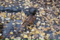 Фотография Бушкова Андрея