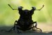  фотография #13