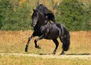 Аранда Кобылка фотография #10 (источник - https://vk.com/id87800580)