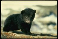 Марта Семків фотография #4 (источник - https://vk.com/id102169587)