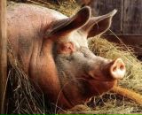 Фотография Санеевой Анастасии