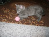 Фотография Каллаур Елены