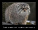 Ромиии Шех фотография #22 (источник - https://vk.com/id703762)