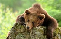 Фотография Замятина Евгения