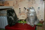 Сандра Ищенко фотография #2 (источник - https://vk.com/id854765)