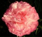 Фотография Успенского Григория