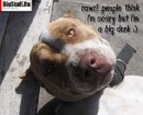 Tayson Pitbul=jermani фотография #19 (источник - https://vk.com/id70604395)