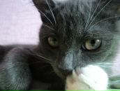 Фотография Smirnova Marina