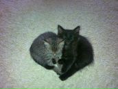 Фотография Гречишникова Артема