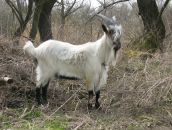 Андрій Дацюк фотография #46 (источник - https://vk.com/id27747637)