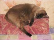 Фотография Shagivaleeva Ramilya